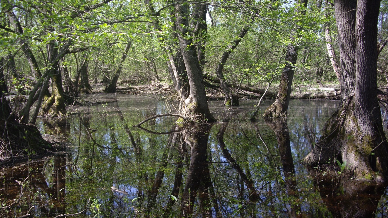 Pădurea Letea ( 2825 ha ), situată în partea de nord a Deltei Dunării, comuna C.A.Rosetti, este  zonă strict protejată, fiind pusă sub ocrotire în anul 1930.  Devine rezervație naturală din 1938, fiind vestită pentru speciile de arbori, plante cățărătoare și pentru cca 2.000 de specii de insecte și păsări identificate aici.